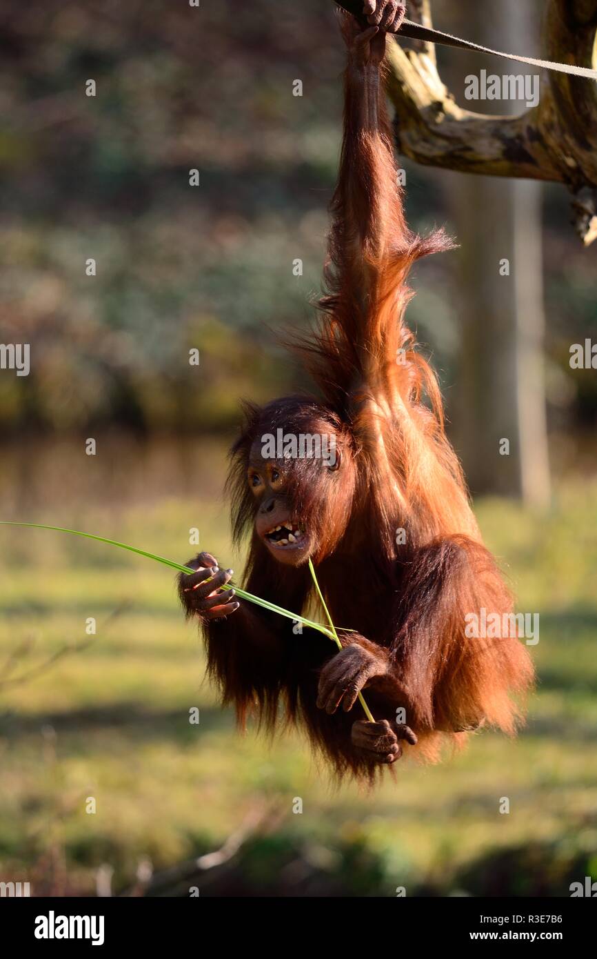 Portrait d'un orang-outan (pongo pygmaeus) suspendu à un bras Banque D'Images