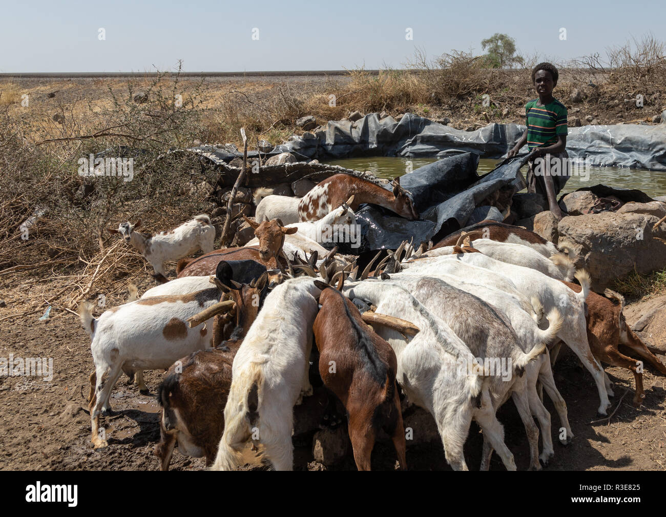 Garçon somalien de l'eau donnant à ses chèvres, région Afar, Ethiopie, Gewane Banque D'Images