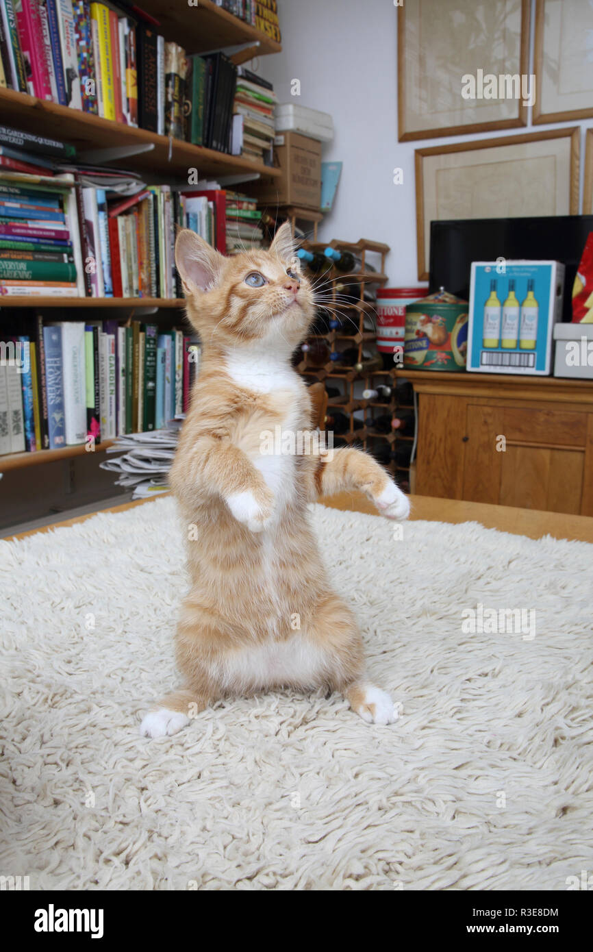 Le gingembre et le chaton blanc debout sur ses pattes de derrière Banque D'Images