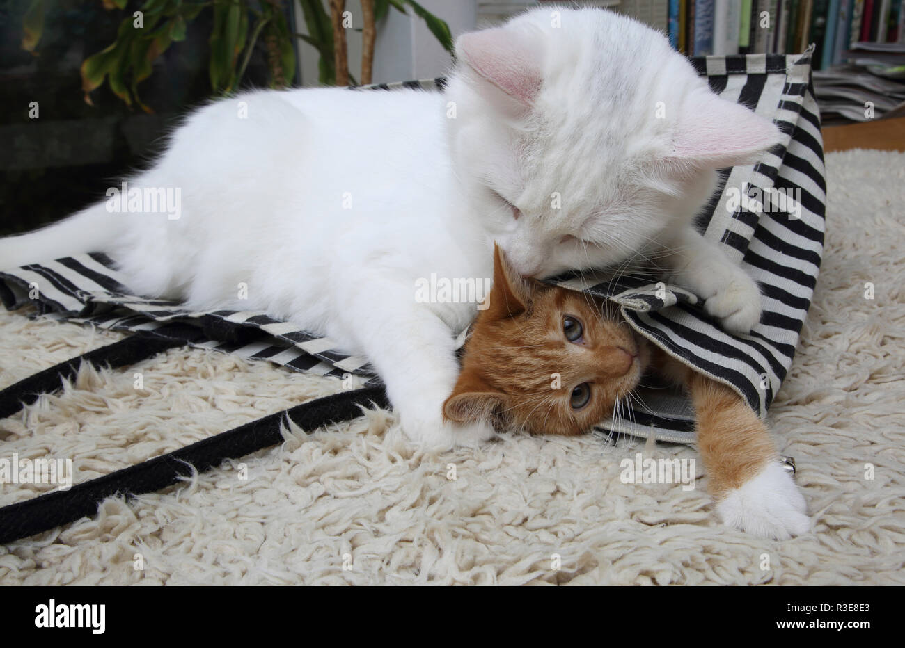 Chat Angora Turc blanc jouant avec un chaton Gingembre l'emprisonnant dans Tote Bag Banque D'Images