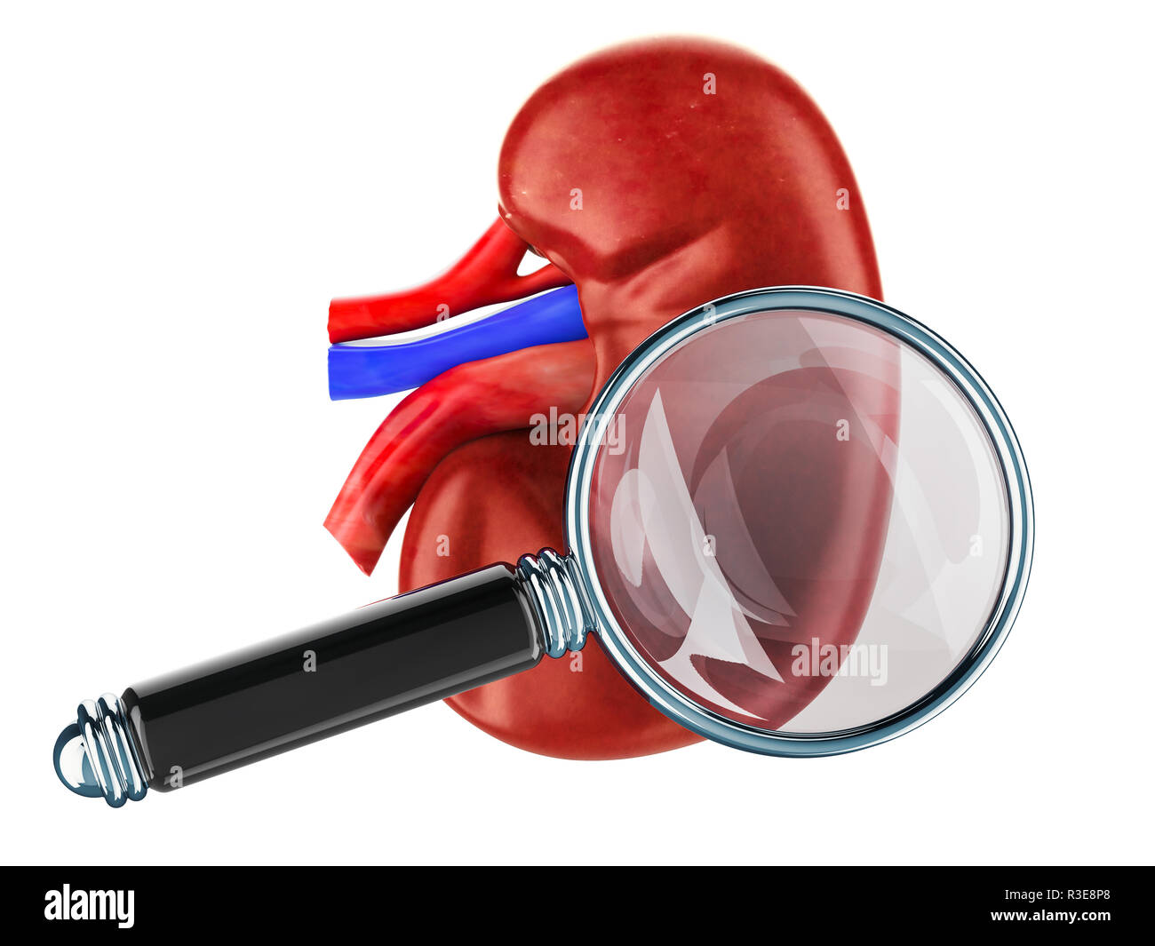 Rein humain avec loupe. Recherche et diagnostic de l'insuffisance rénale, rendu 3D concept isolé sur fond blanc Banque D'Images