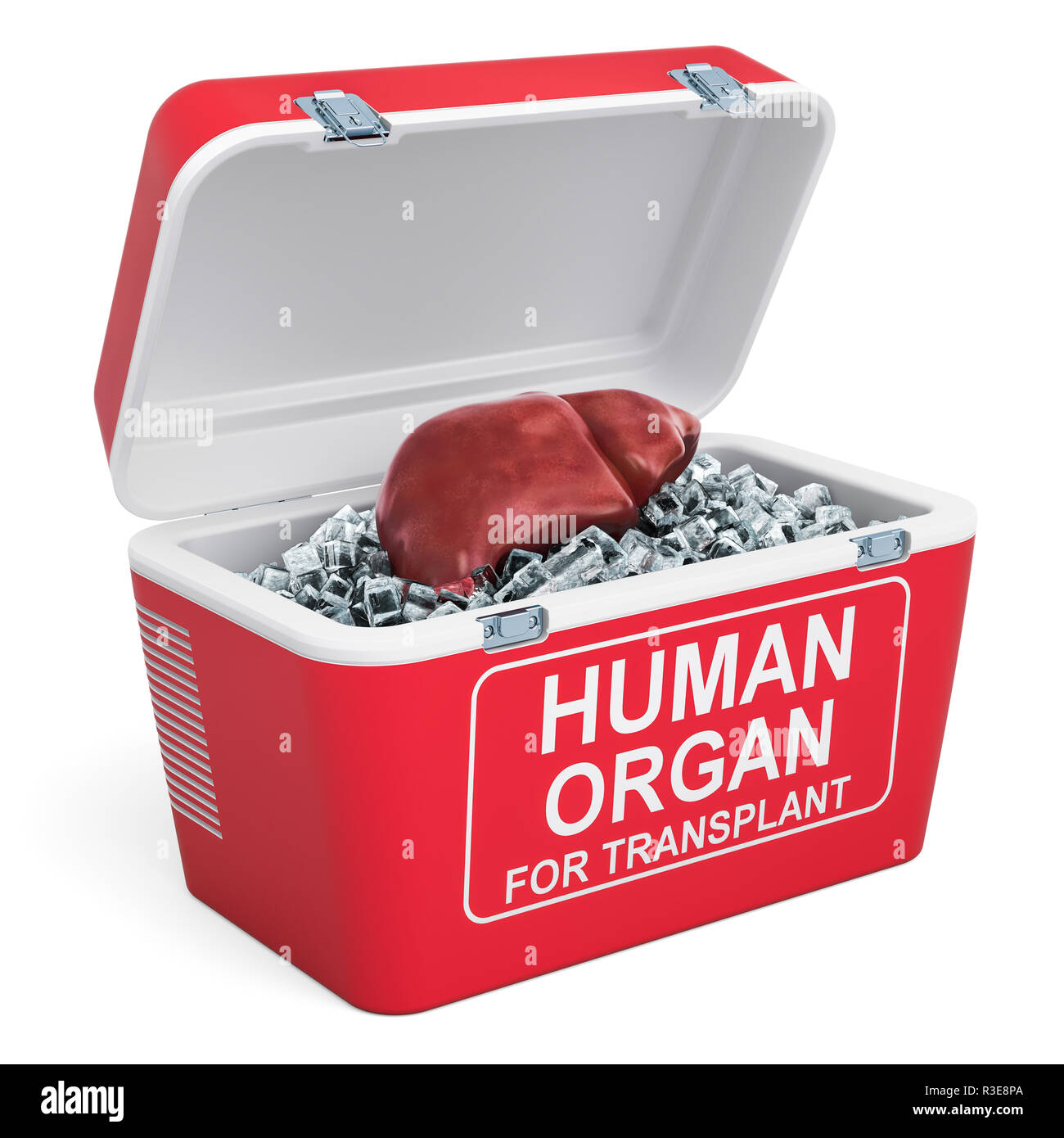 Le foie humain à l'intérieur d'un réfrigérateur portable pour le transport d'organes, rendu 3D isolé sur fond blanc Banque D'Images