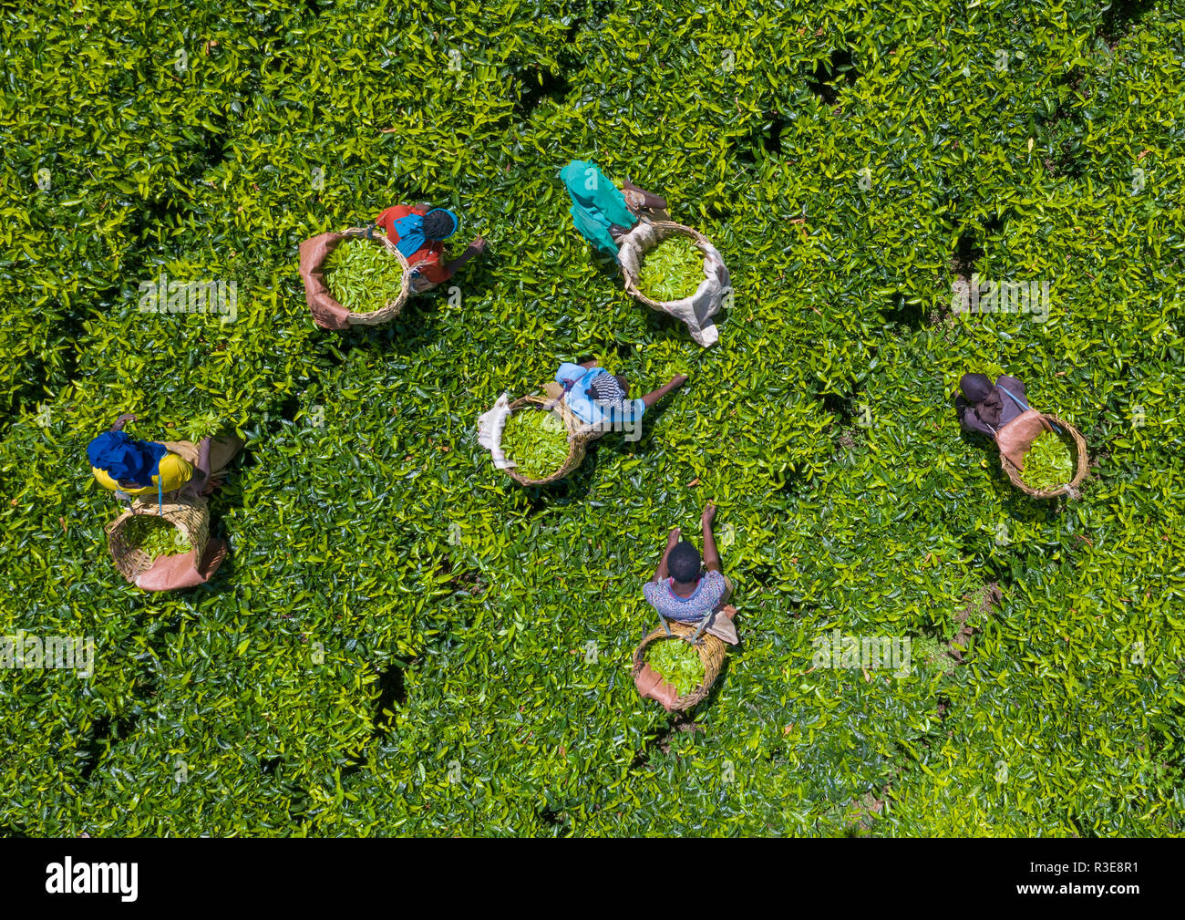 Vue aérienne du peuple éthiopien, travailler à la plantation de thé vert, Keffa, Bonga, en Ethiopie Banque D'Images