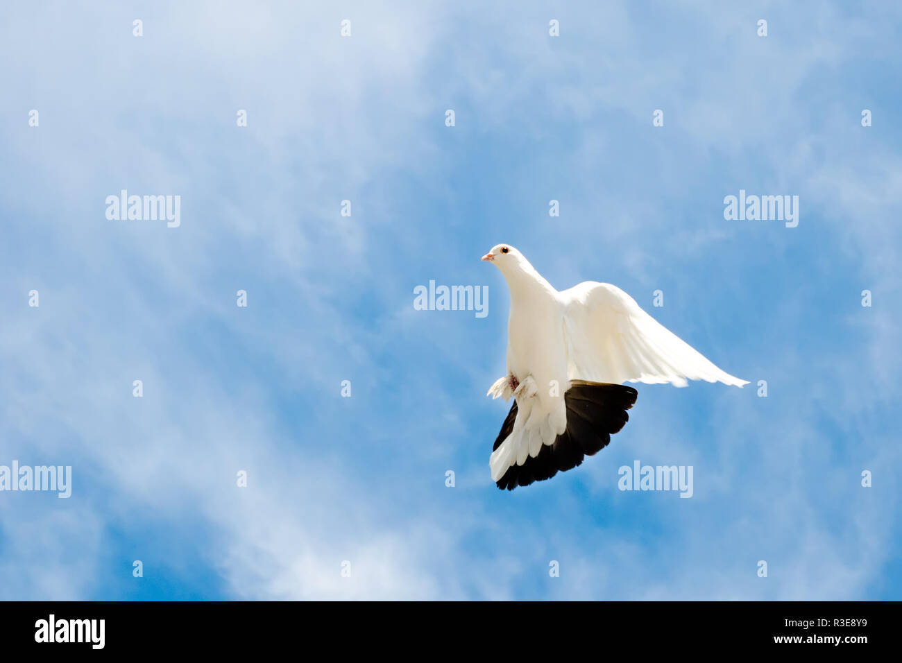 Colombe volant dans le ciel Banque D'Images