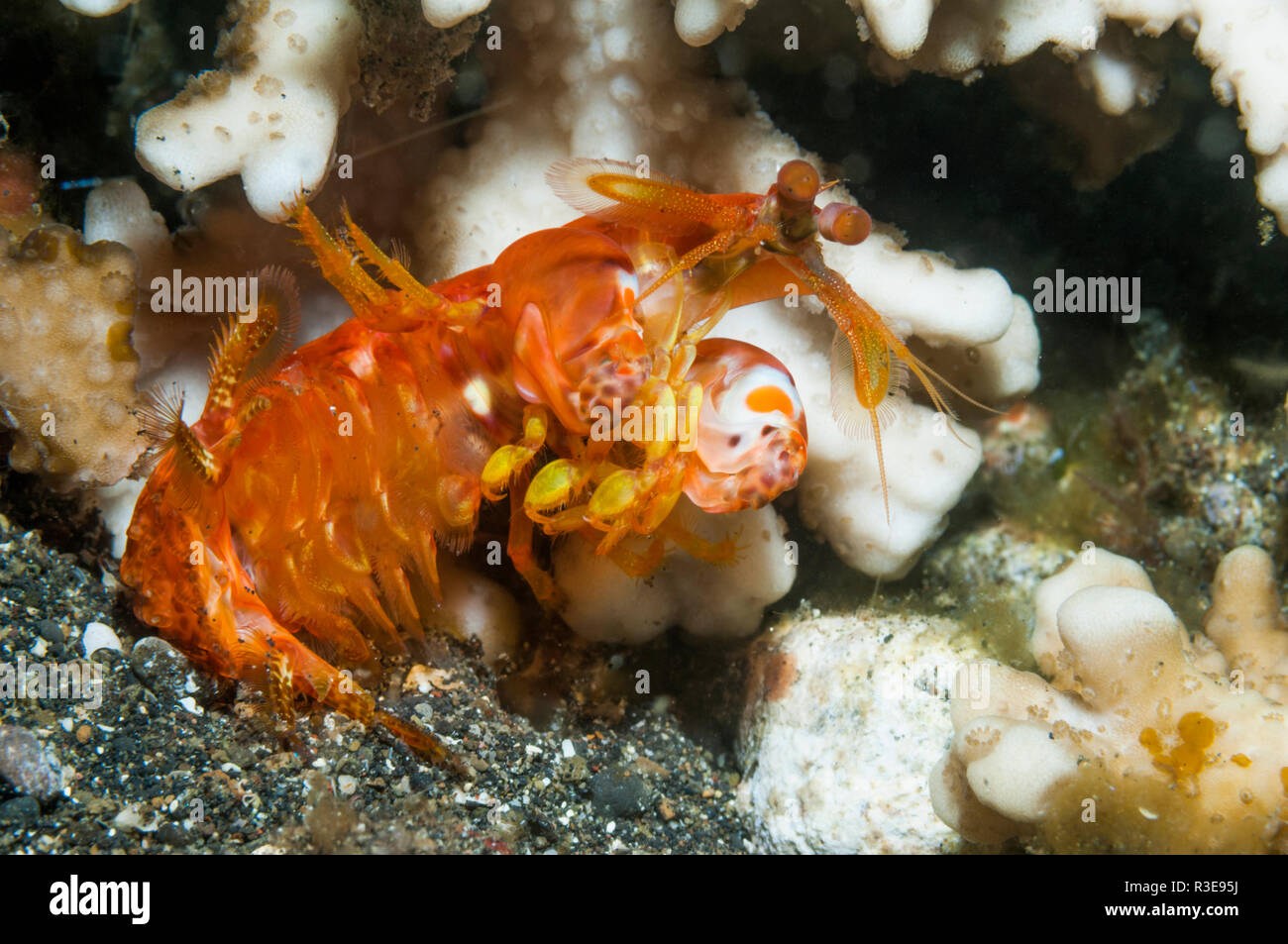 Spearing mantis shrimp [Ditosquilla miles]. Détroit de Lembeh, au nord de Sulawesi, Indonésie. Banque D'Images