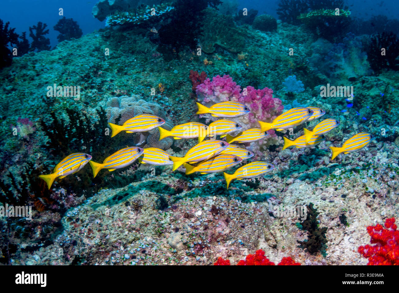 Kasmira lutjans [Lutjanus kasmira] plus de barrière de corail. Triton Bay, en Papouasie occidentale, en Indonésie. Banque D'Images