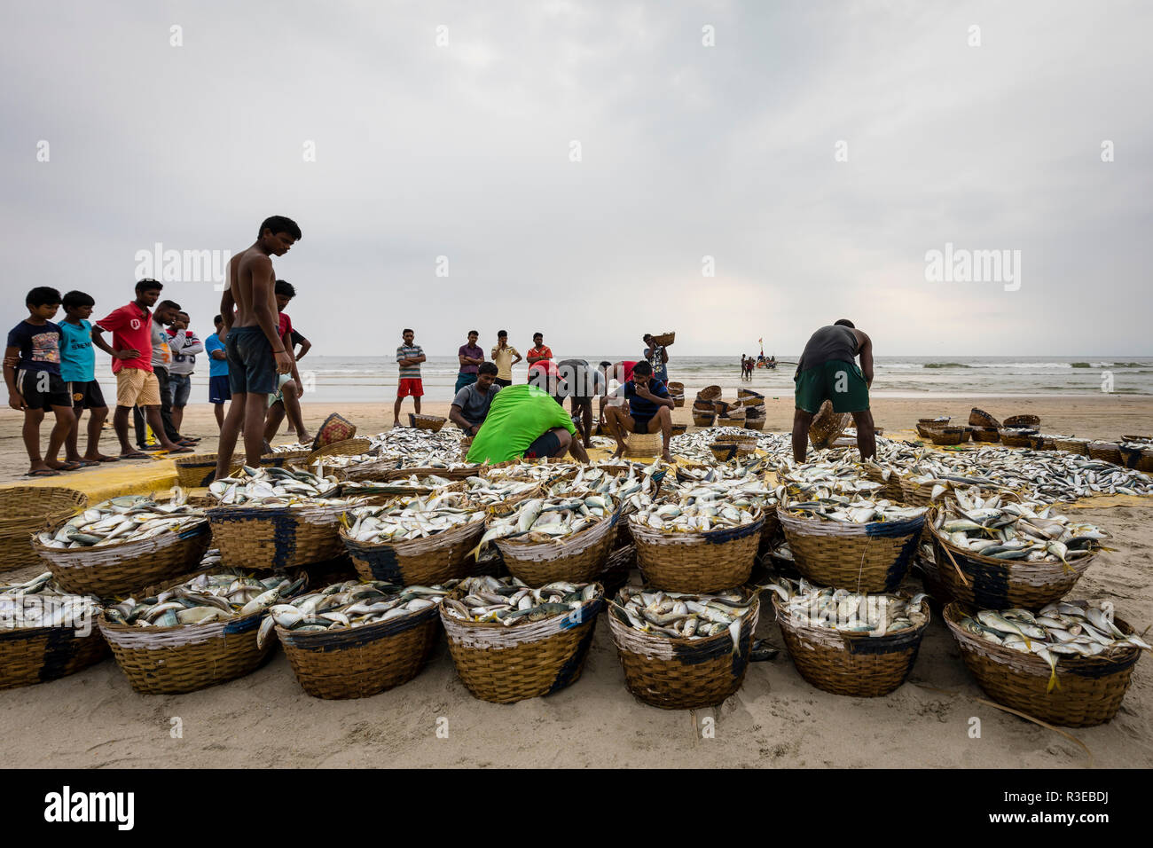 La collecte de pêcheur poisson frais du jour à la populaire plage de Goa en Inde de l'Ouest Banque D'Images