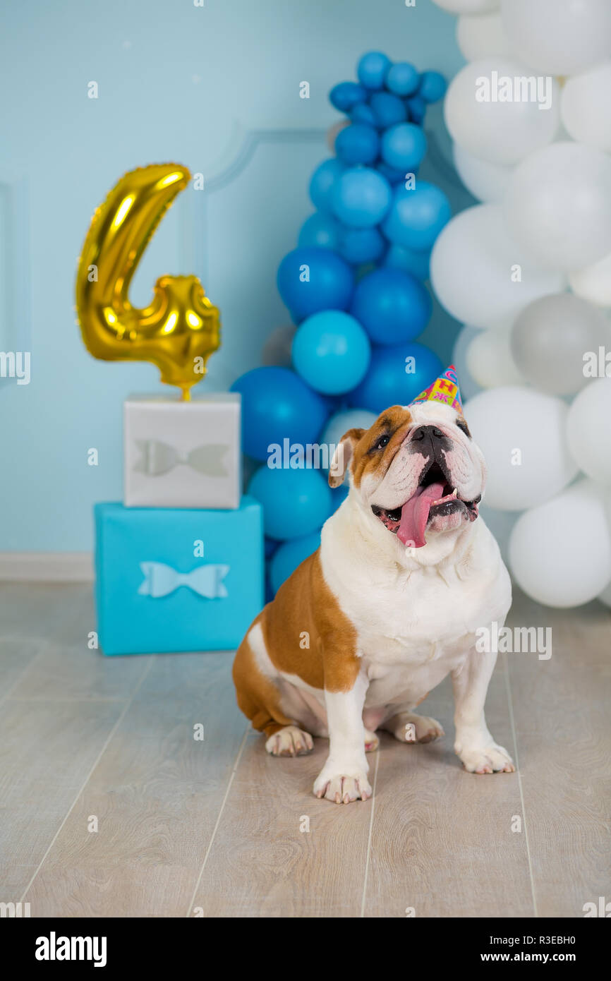 Cute Bulldog Anglais Fete Ses 4 Anniversaire Chien Heureux Assis Dans Le Studio De Performance Photo Stock Alamy