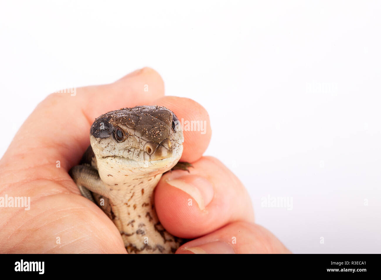 Bebe Australien Langue Bleue Orientale En Gros Plan Lezard Main Adultes Isole Sur Fond Blanc Au Format Paysage Et Copie Espace En Haut Cute Photo Stock Alamy