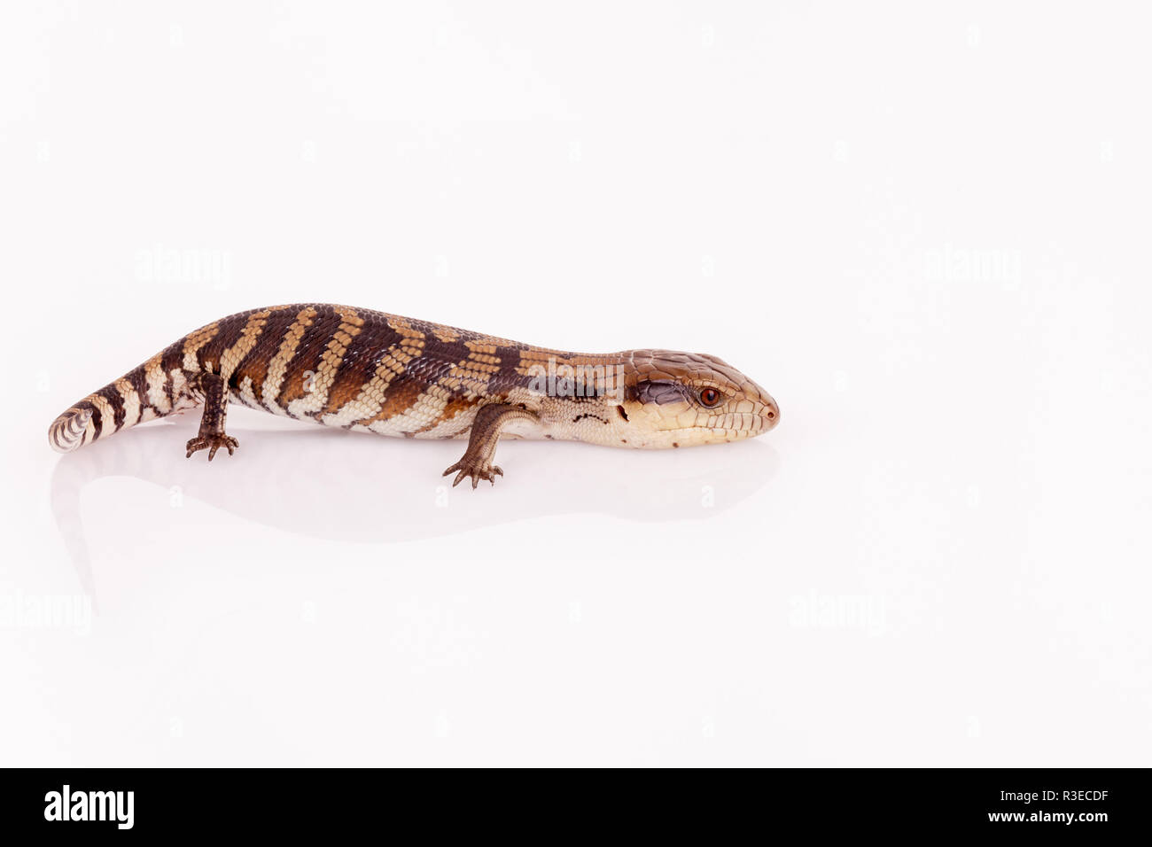 Bebe Australien Langue Bleue De L Est Gros Plan Lezard Marchant Sur Base De Perspex Blanc Reflechissant Contre Isole Sur Fond Blanc Au Format Paysage Photo Stock Alamy Bebe Australien Langue Bleue De L Est Gros Plan Lezard Marchant Sur Base De Perspex Blanc Reflechissant Contre Isole Sur Fond Blanc Au Format Paysage Photo Stock Alamy