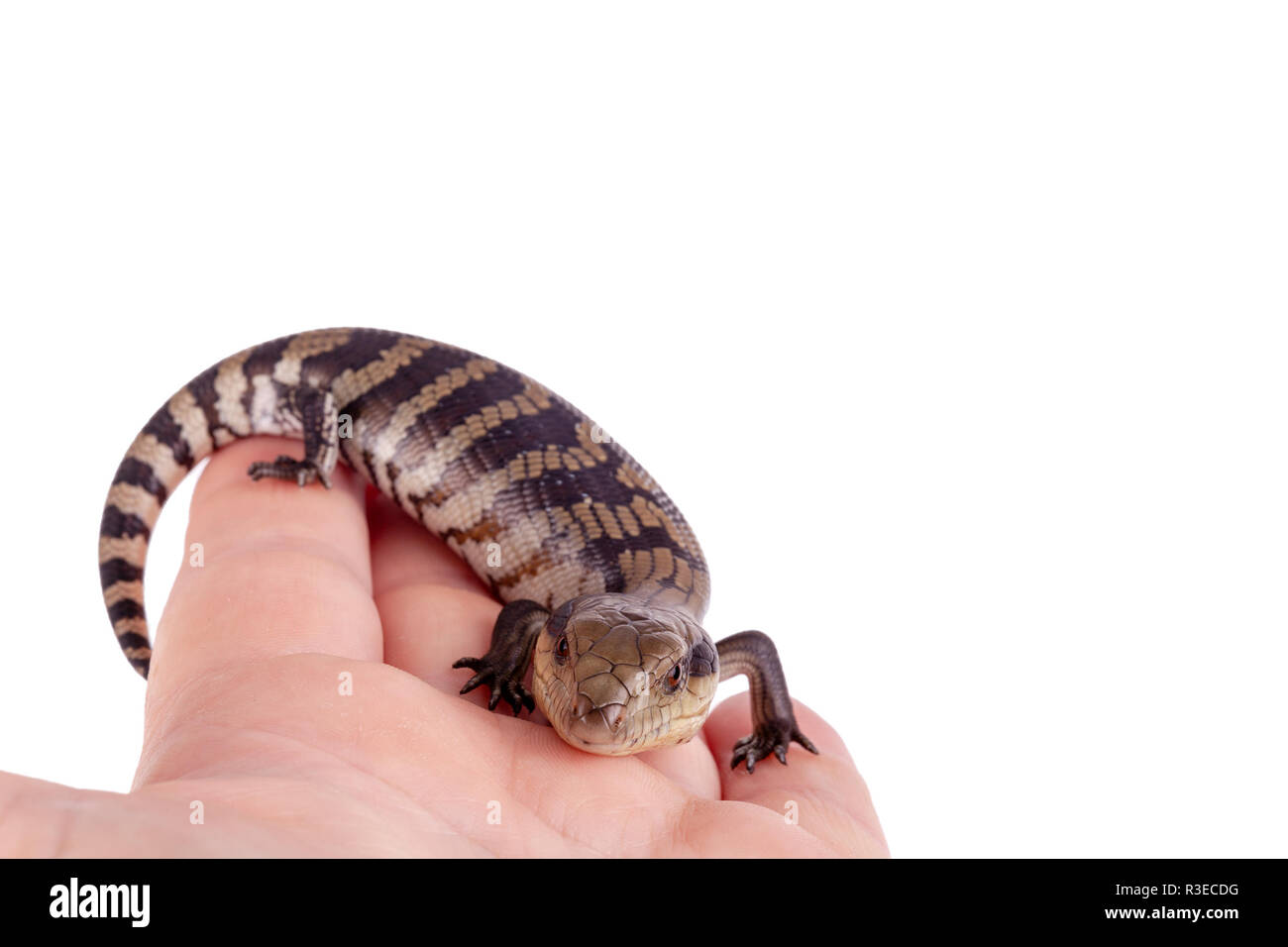 Bebe Australien Langue Bleue Orientale Lizard Point Selectives Et Gros Plan Sur Des Profils Part Isole Sur Fond Blanc Au Format Paysage With Copy Space Photo Stock Alamy