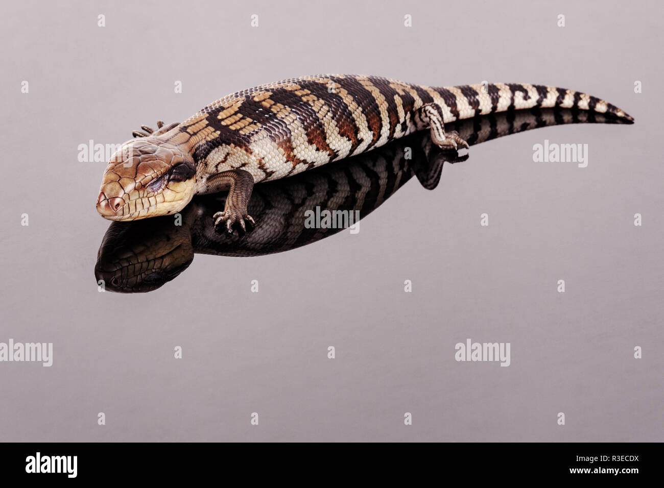 Bebe Australien Langue Bleue Orientale De Lezard Dormir Isole Sur Reflective Noir Base De Perspex Avec Copie Espace Au Format Paysage Photo Stock Alamy