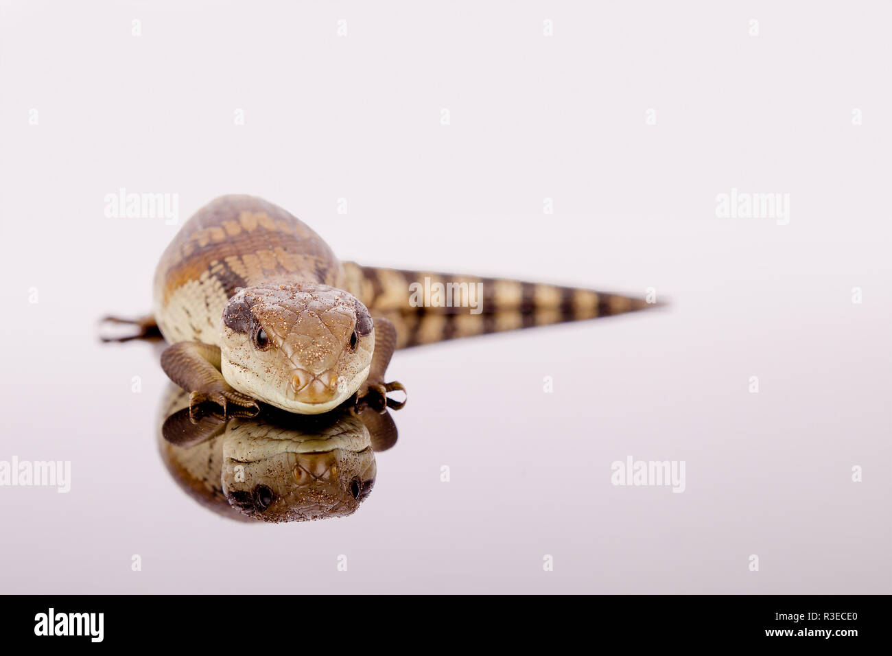 Bebe Australien Langue Bleue Orientale A Lezard Viewer Pret A Siffler Selective Focus Et Libre Isole Sur La Base De Perspex Reflechissant Blanc Photo Stock Alamy Bebe Australien Langue Bleue Orientale A Lezard Viewer Pret A Siffler Selective Focus Et Libre Isole Sur La Base De Perspex Reflechissant Blanc Photo Stock Alamy