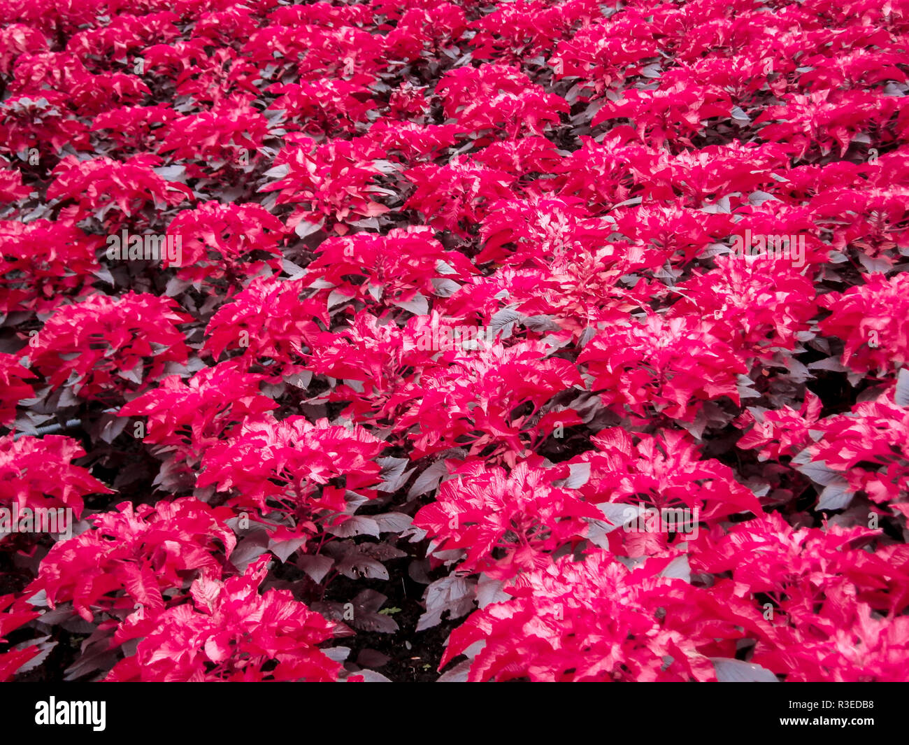 Arrière-plan d'un champ de fleurs roses à Azaleadalen, Göteborg, Suède Banque D'Images