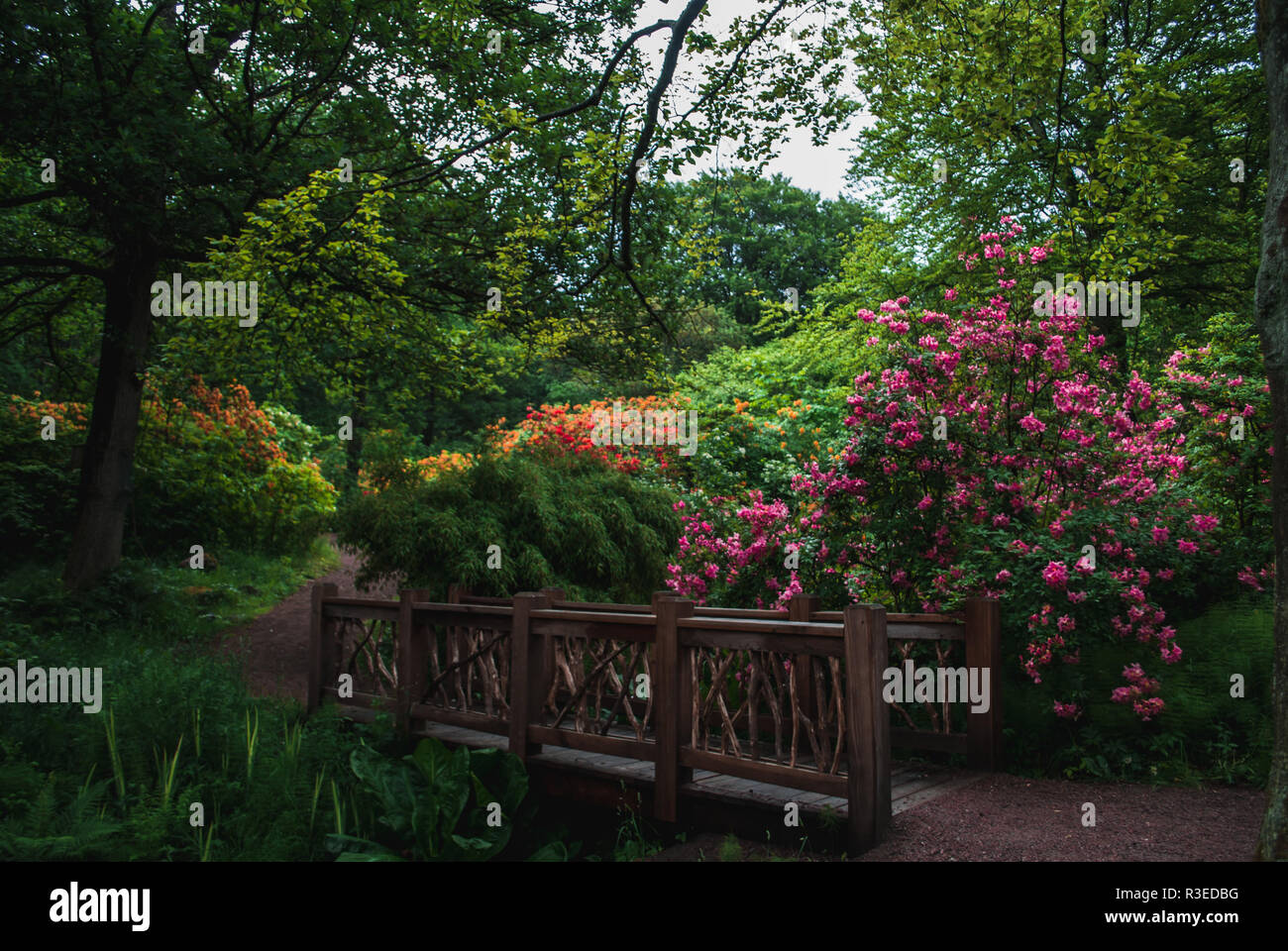 Diverses fleurs colorées à Azaleadalen, Göteborg, Suède Banque D'Images