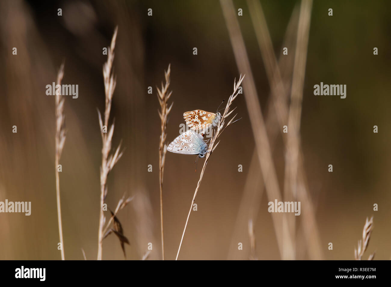 Les papillons rares légèrement (Polyommatus icarus) pris l'accouplement avec une femelle marron assis à un gras Banque D'Images