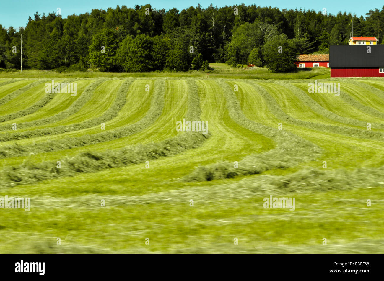 Herbe fraîchement coupée dans la campagne Dalsland Suède Banque D'Images