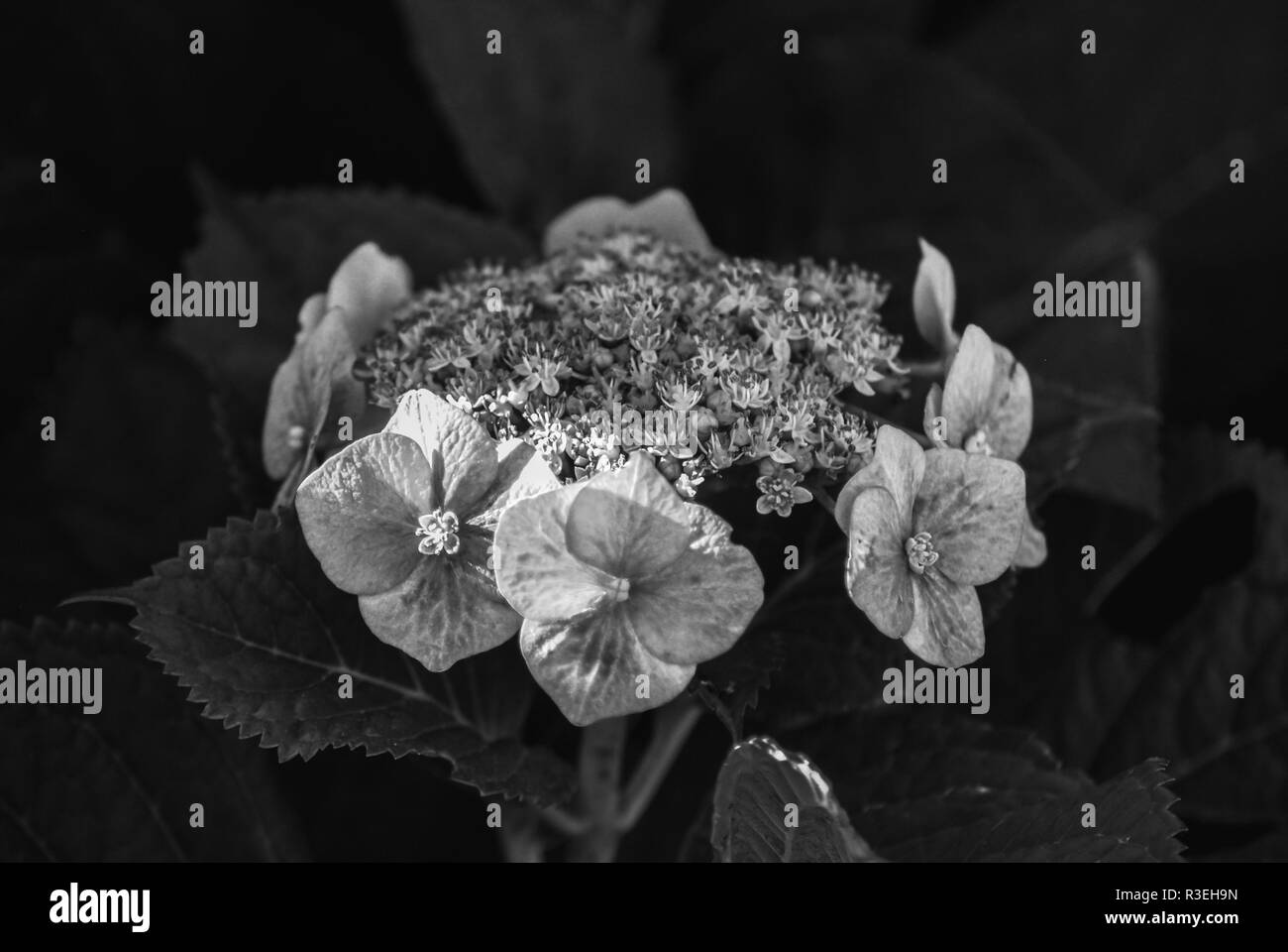 Macro d'une fleur noire et blanche à Coromandel Banque D'Images