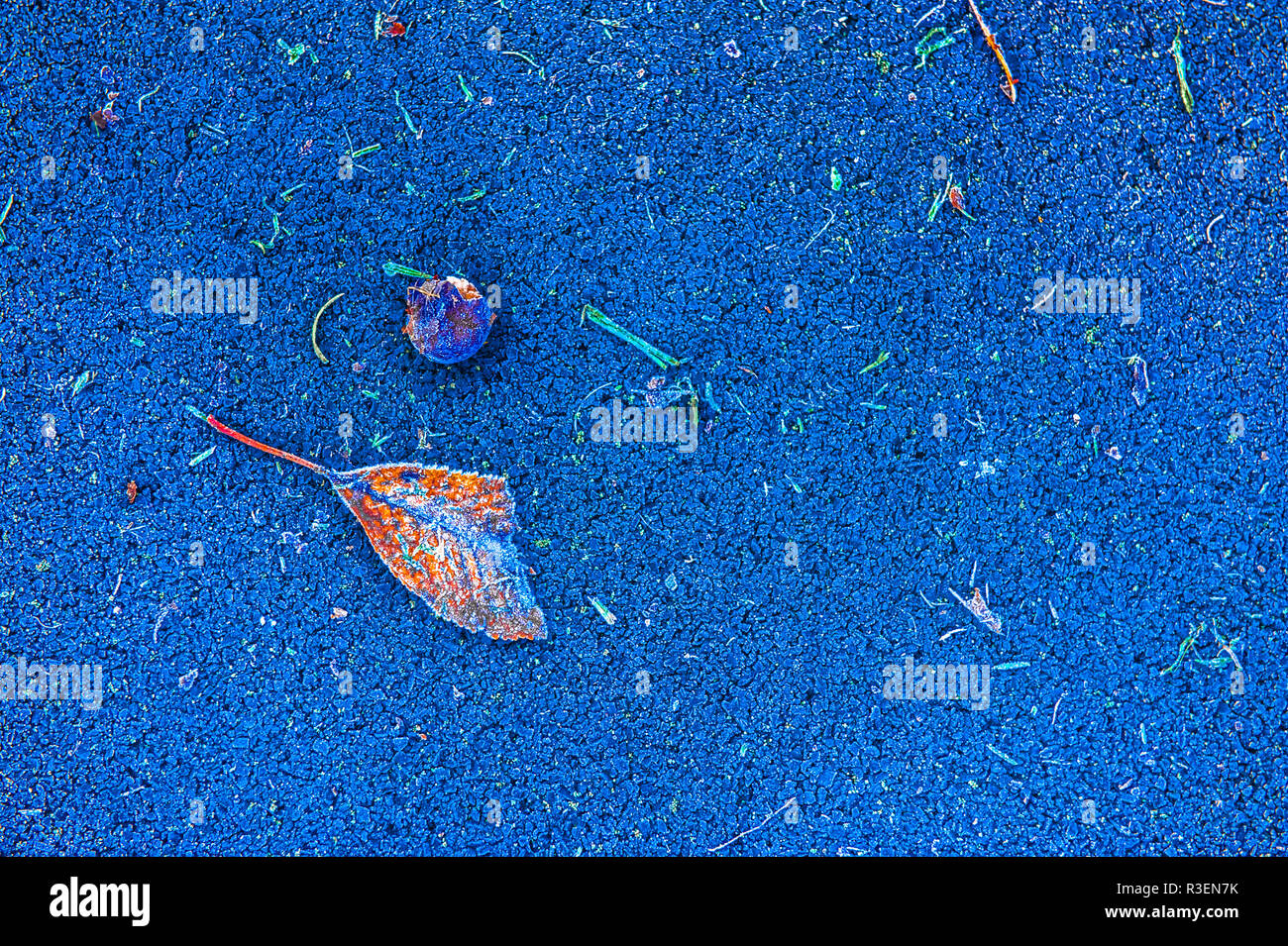 Traitement amélioré des feuilles bleu givré, d'herbes et de Berry sur frosty tarmac dans le Wiltshire, Royaume-Uni. Banque D'Images