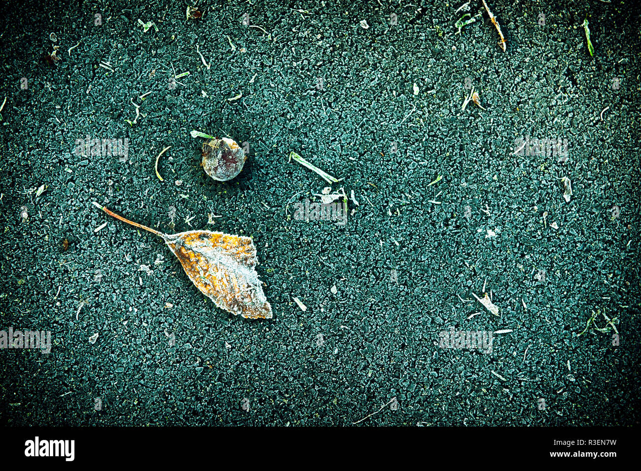 L'amélioration et de traitement vert vignetted feuille givrée, d'herbes et de Berry sur frosty tarmac dans le Wiltshire, Royaume-Uni. Banque D'Images
