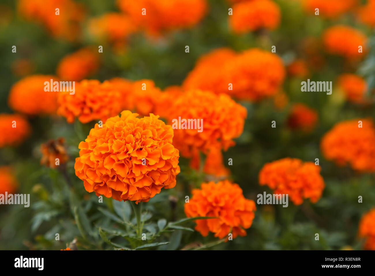 Un parterre de fleurs avec des fleurs dans le parc par une belle journée ensoleillée. Close-up. La lumière du jour Banque D'Images