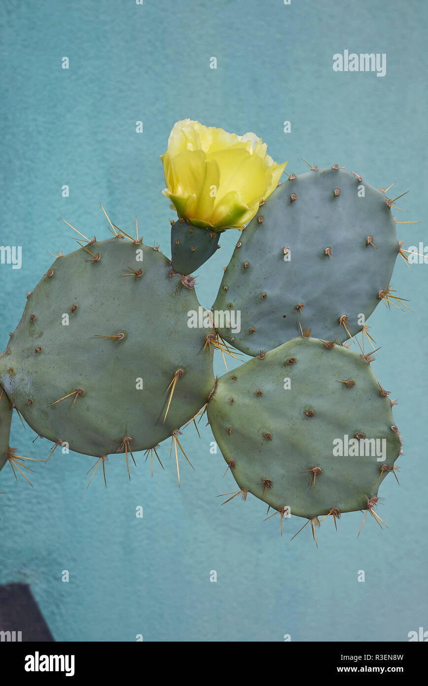 Fleur jaune d'Opuntia engelmannii Banque D'Images