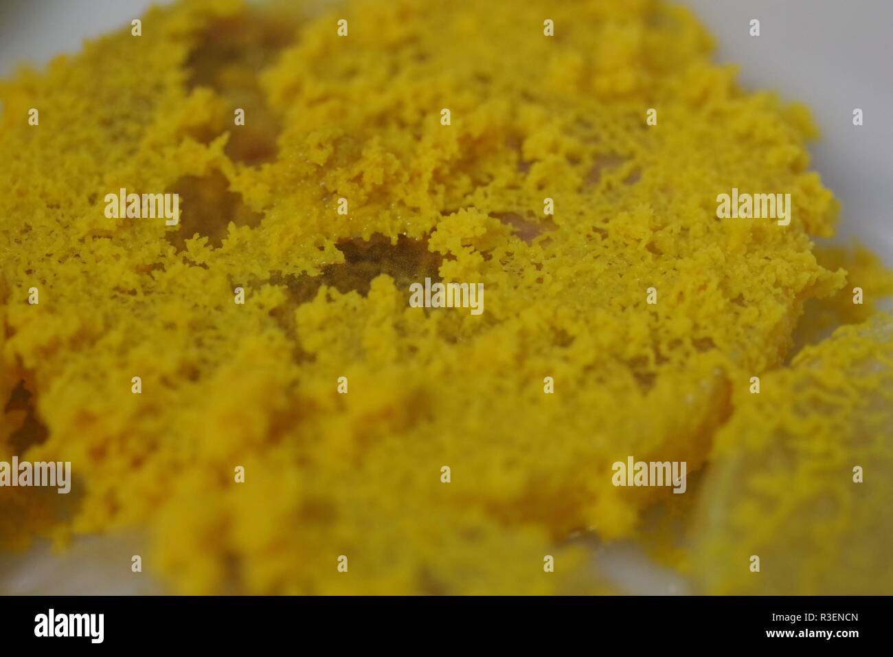 Myxomycète jaune (Physarum polycephalum) et de plus en plus de réseau de Petri Agar. Projet de laboratoire de biologie, en Écosse, au Royaume-Uni. Banque D'Images