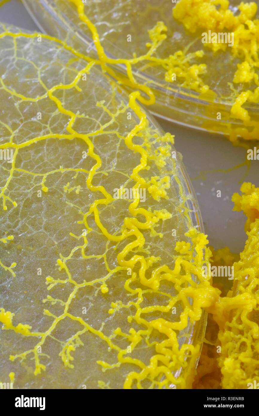 Myxomycète jaune (Physarum polycephalum) et de plus en plus de réseau de Petri Agar. Projet de laboratoire de biologie, en Écosse, au Royaume-Uni. Banque D'Images