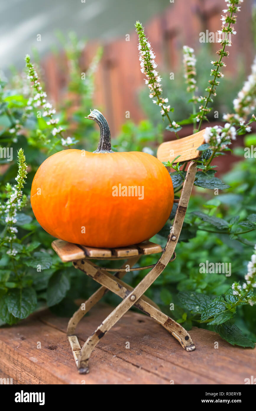 Petit jardin : petite scène big pumpkin sur poupée miniature shabby chic, président de l'usine de fond à la menthe Banque D'Images