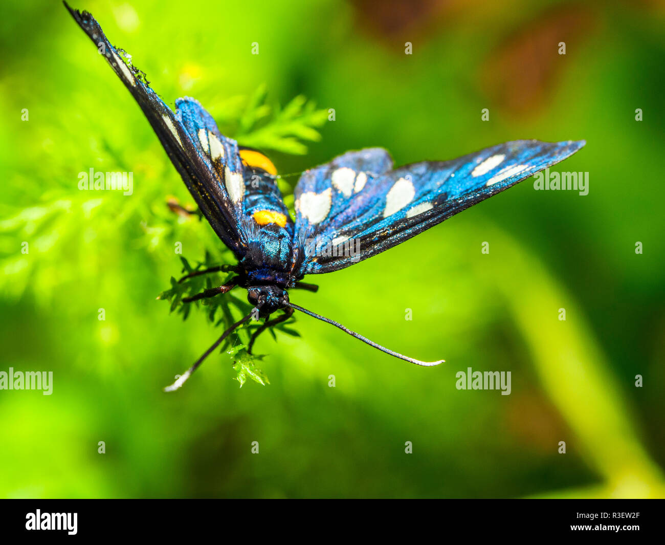 Repéré neuf ou papillon ceinture jaune (Amata phegea Burnett, anciennement Syntomis phegea) est un papillon de la famille ('Erebidae Tiger Moth') - Ombrie, Italie Banque D'Images
