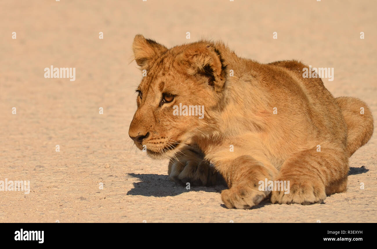 Lion cub dans la route Banque D'Images