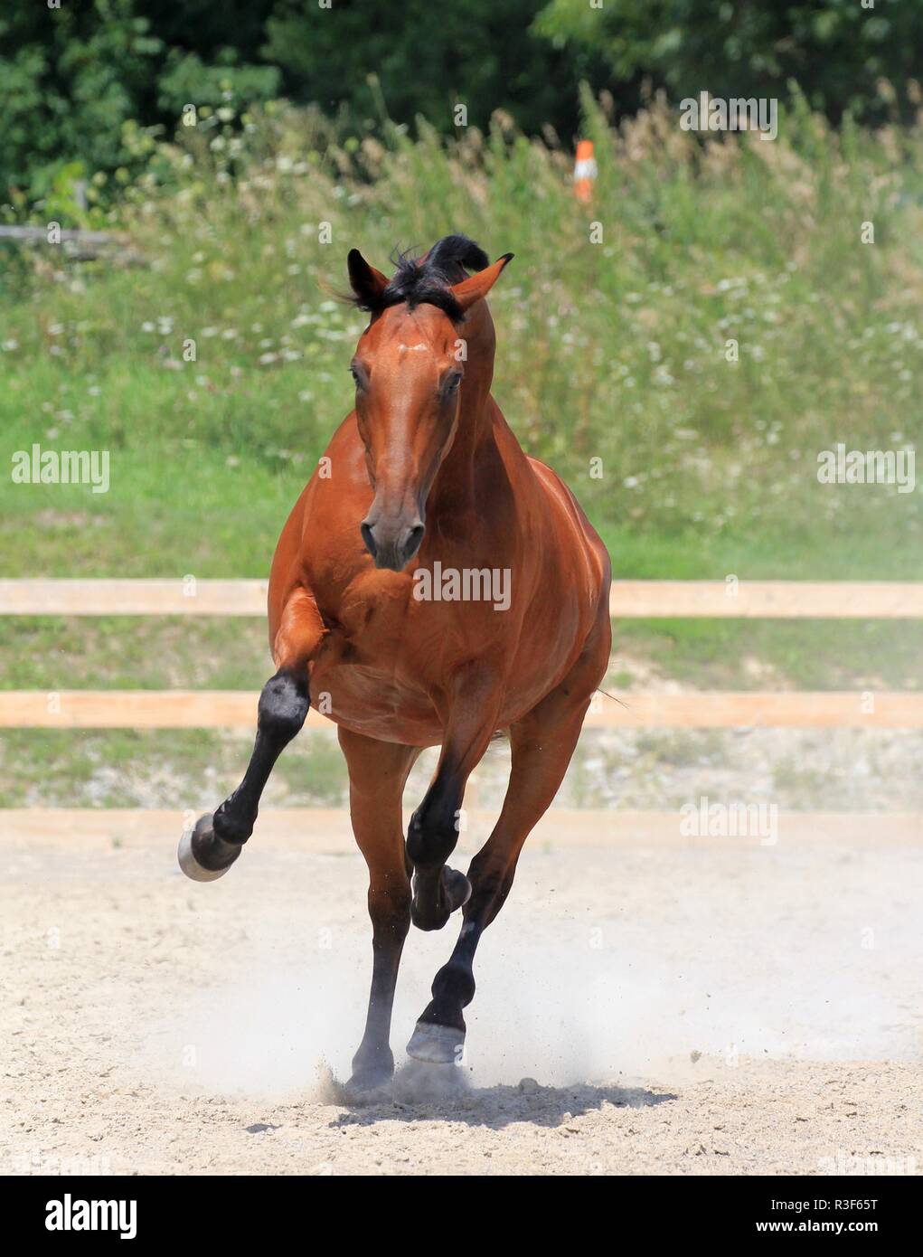 Cheval au galop Banque D'Images