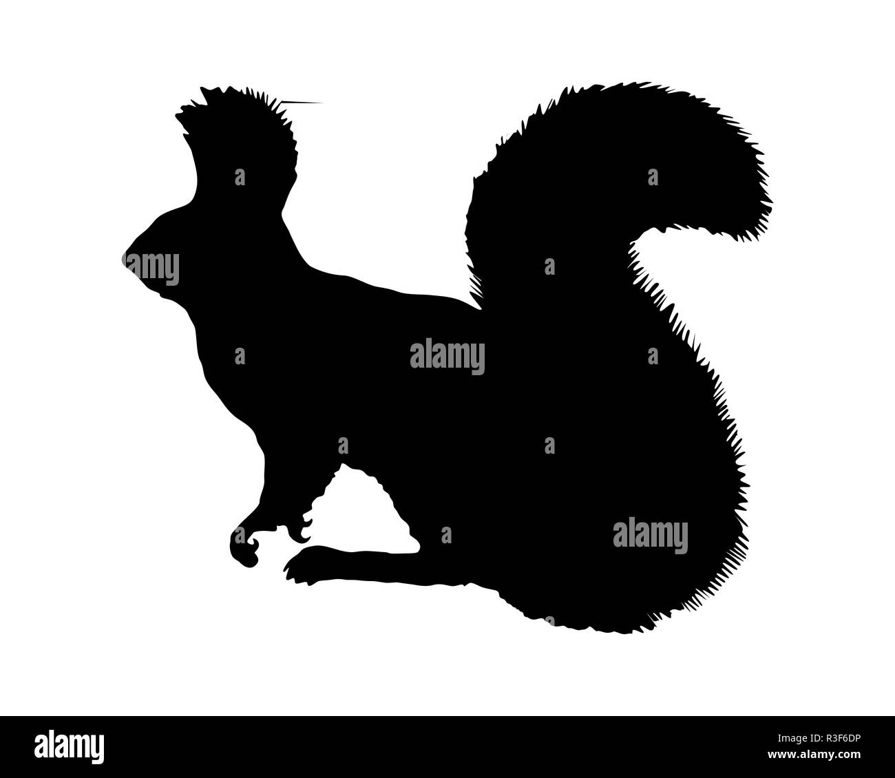 Squirrel Banque D'Images