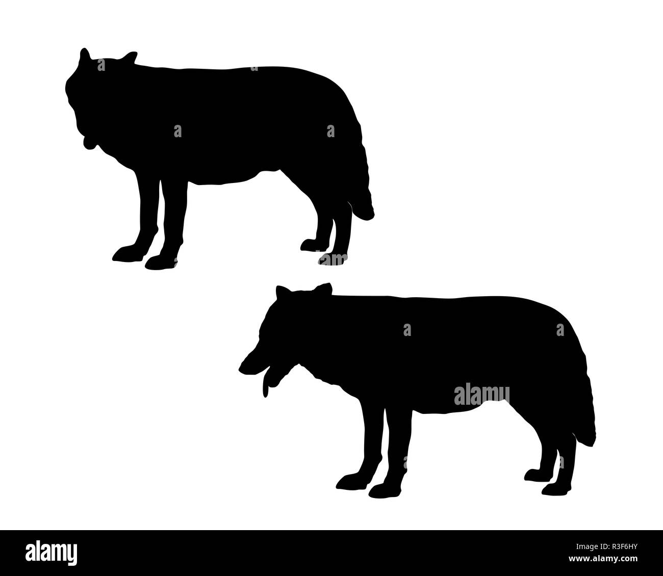 Loup Banque D'Images