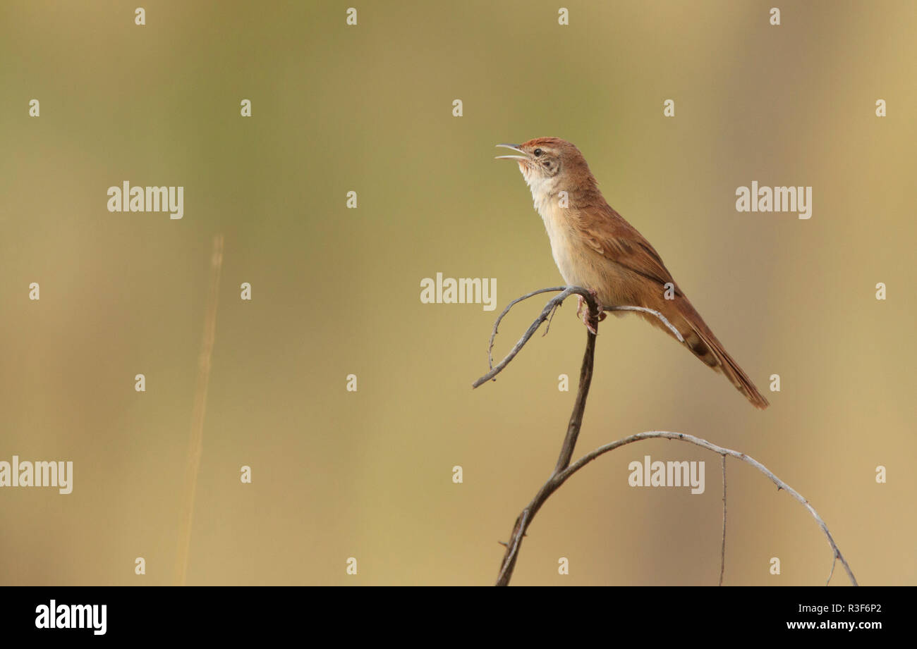 Un Spinifexbird Eremiornis, carteri, perché sur une mince brindille gazouillis avec son bec ouvert et copy space Banque D'Images