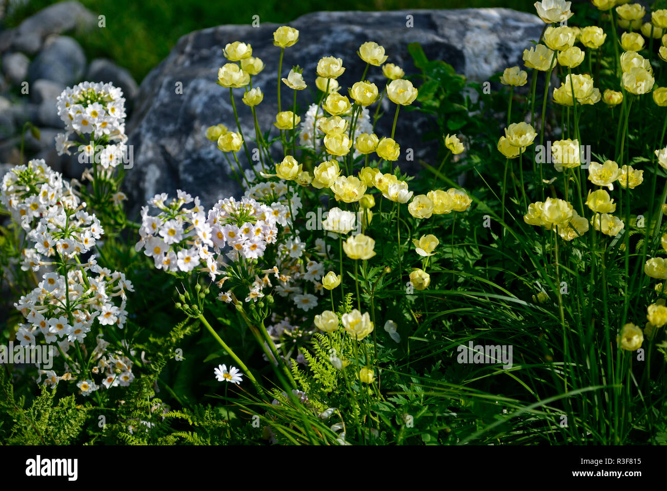 Trollius x cultorum Nouvelle Lune,Primula japonica,blanc,ivoire,fleurs,fleurs,combinaison florale RM Banque D'Images