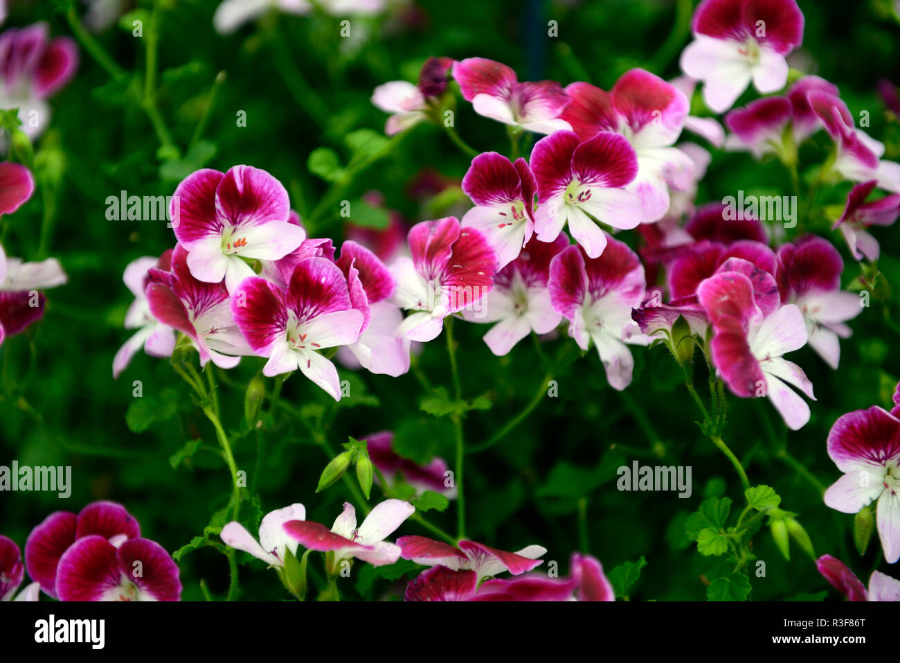 Pelargonium Captain Starlight, pélargonium, violet, mauve fleurs,fleurs,fleurs,vivace,Fleurs,RM Banque D'Images