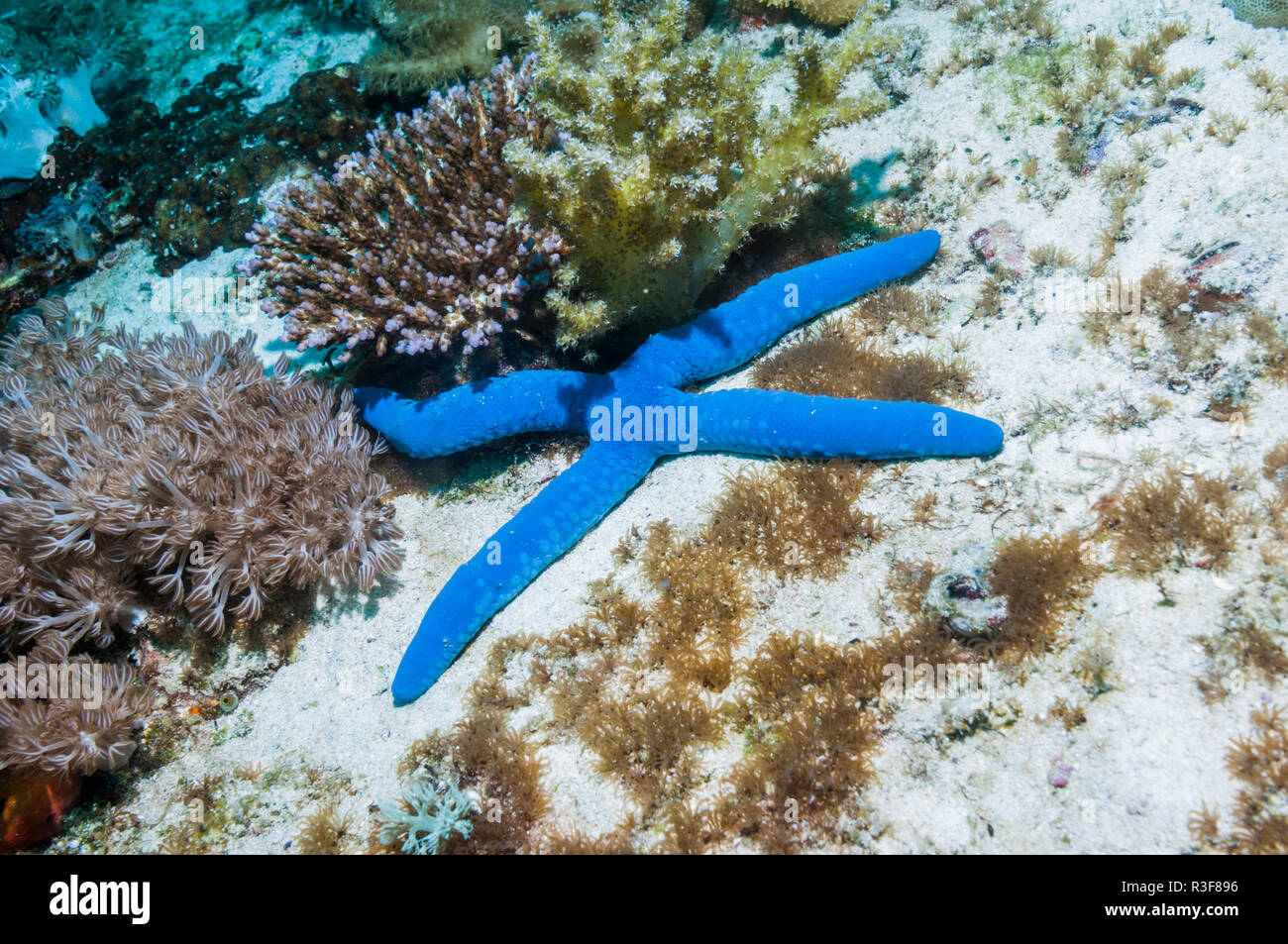 L'étoile bleue Linckia laevigata] [avec quatre bras. L'île de Malapascua, Cebu, Philippines. Banque D'Images