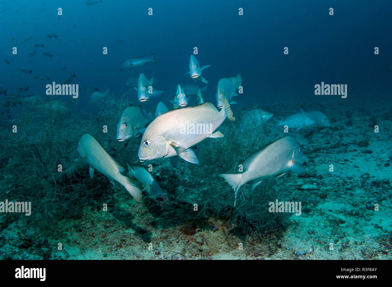 Gold-spotted sweetlips Plectorhinchus [flavomaculatus]. Triton Bay, en Papouasie occidentale, en Indonésie. Banque D'Images