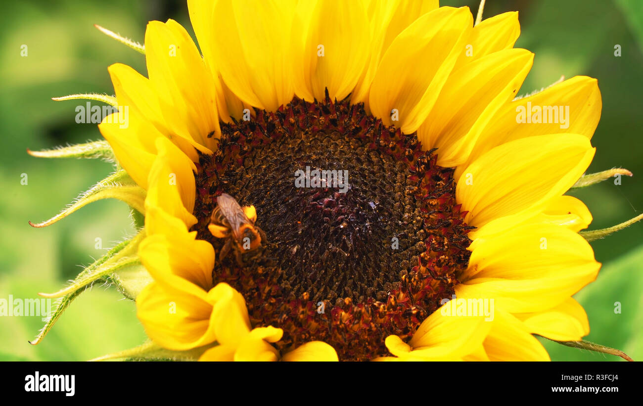 De tournesol dans jardin - belle fleur Banque D'Images