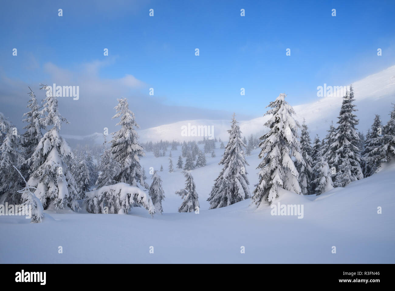 Paysage d'hiver avec forêt de sapins enneigés dans les montagnes. Jour Froid avec ciel bleu Banque D'Images