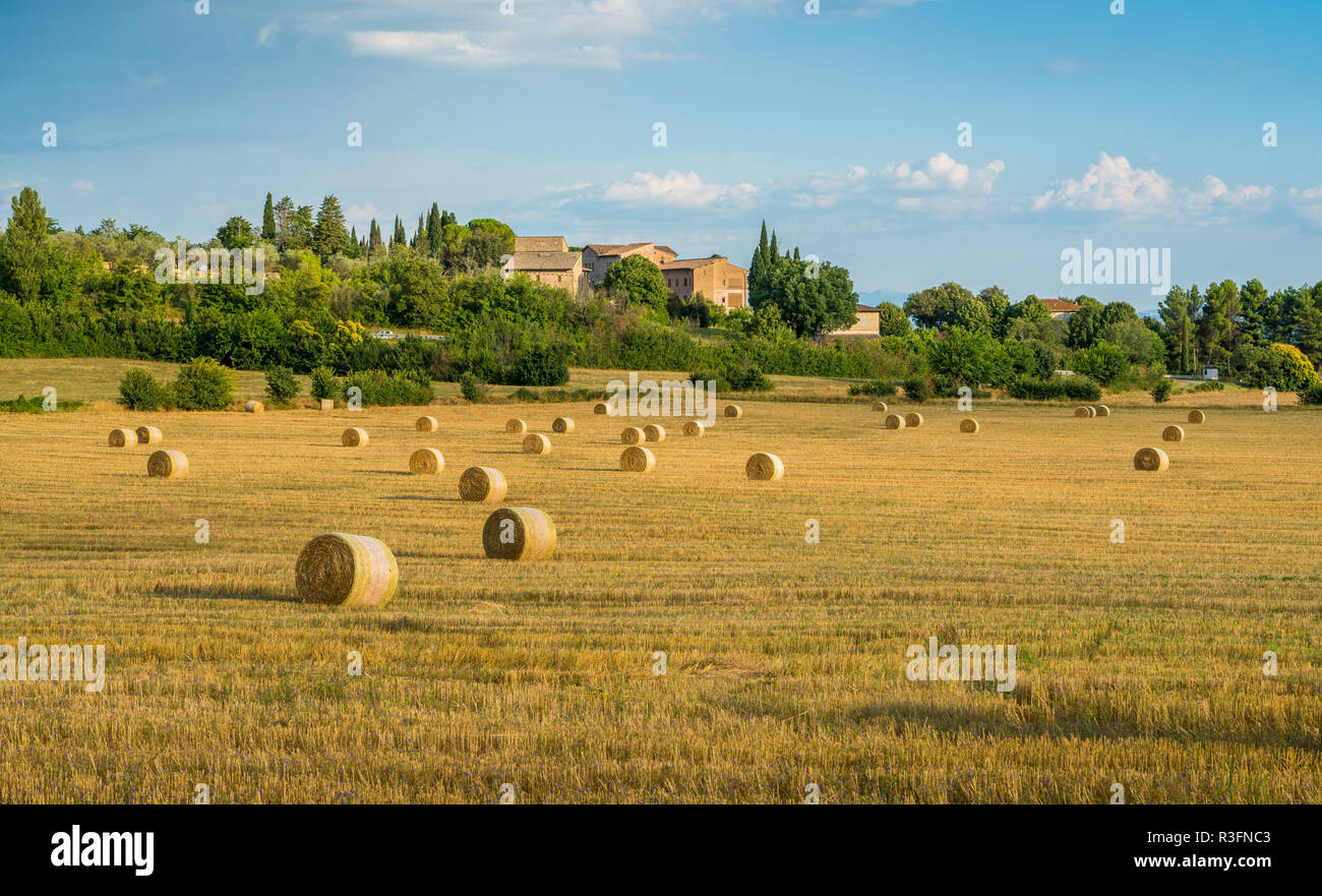 Un champ de maïs avec des balles de foin à Assise, en Ombrie, en Italie centrale. Banque D'Images