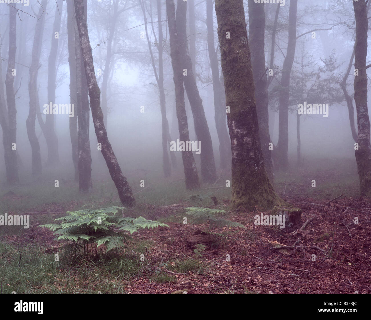 Foggy woods avec fougères vert à l'avant-plan de Peneda Geres National Park, au nord de Portugal.(la photographie analogique. Slide 120) Banque D'Images