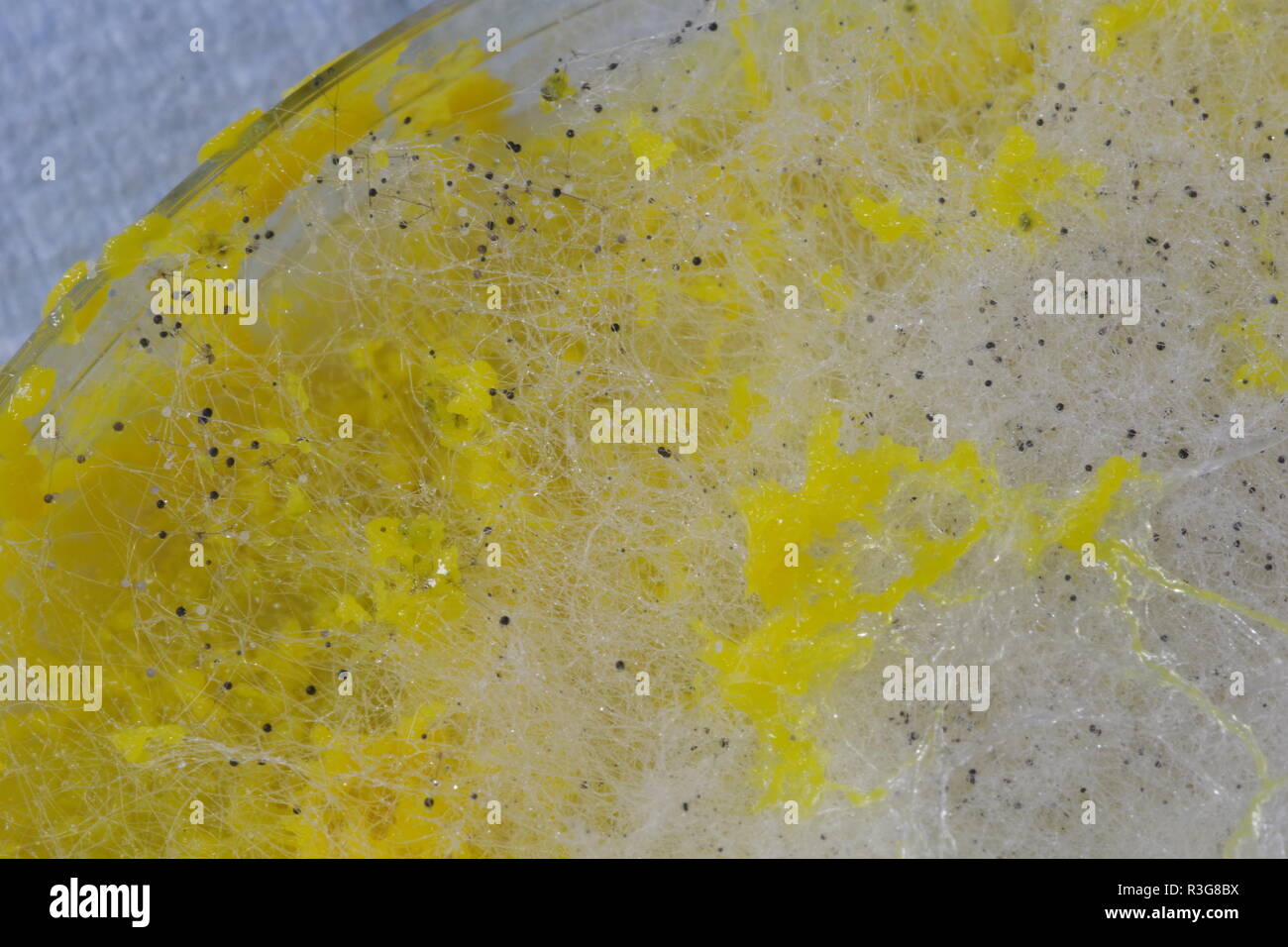 Myxomycète (jaune) et fongiques Physarum polycephalum La moisissure et formant un réseau de Petri dans la gélose. Projet de laboratoire de biologie, en Écosse, au Royaume-Uni. Banque D'Images