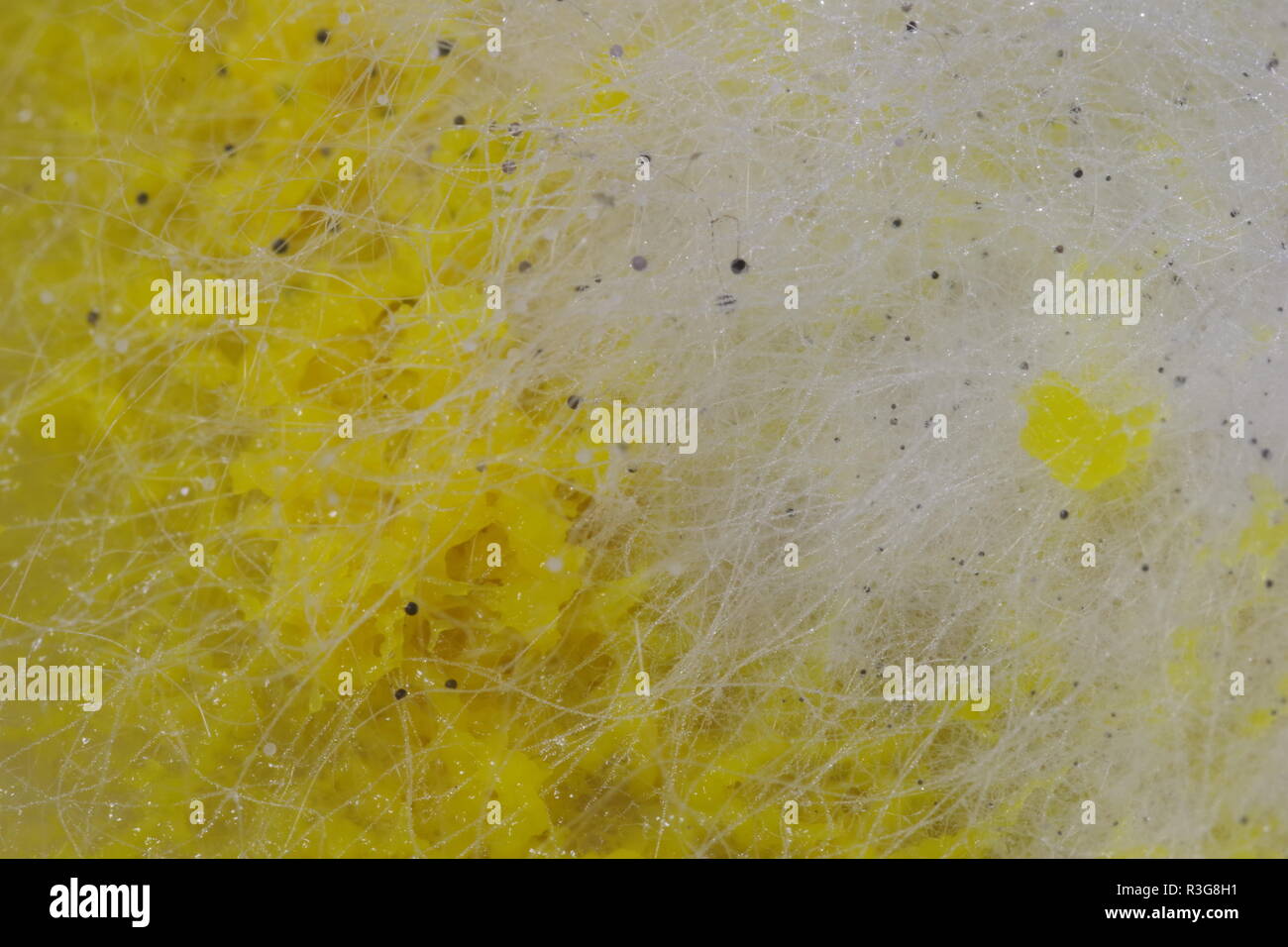 Myxomycète (jaune) et fongiques Physarum polycephalum La moisissure et formant un réseau de Petri dans la gélose. Projet de laboratoire de biologie, en Écosse, au Royaume-Uni. Banque D'Images