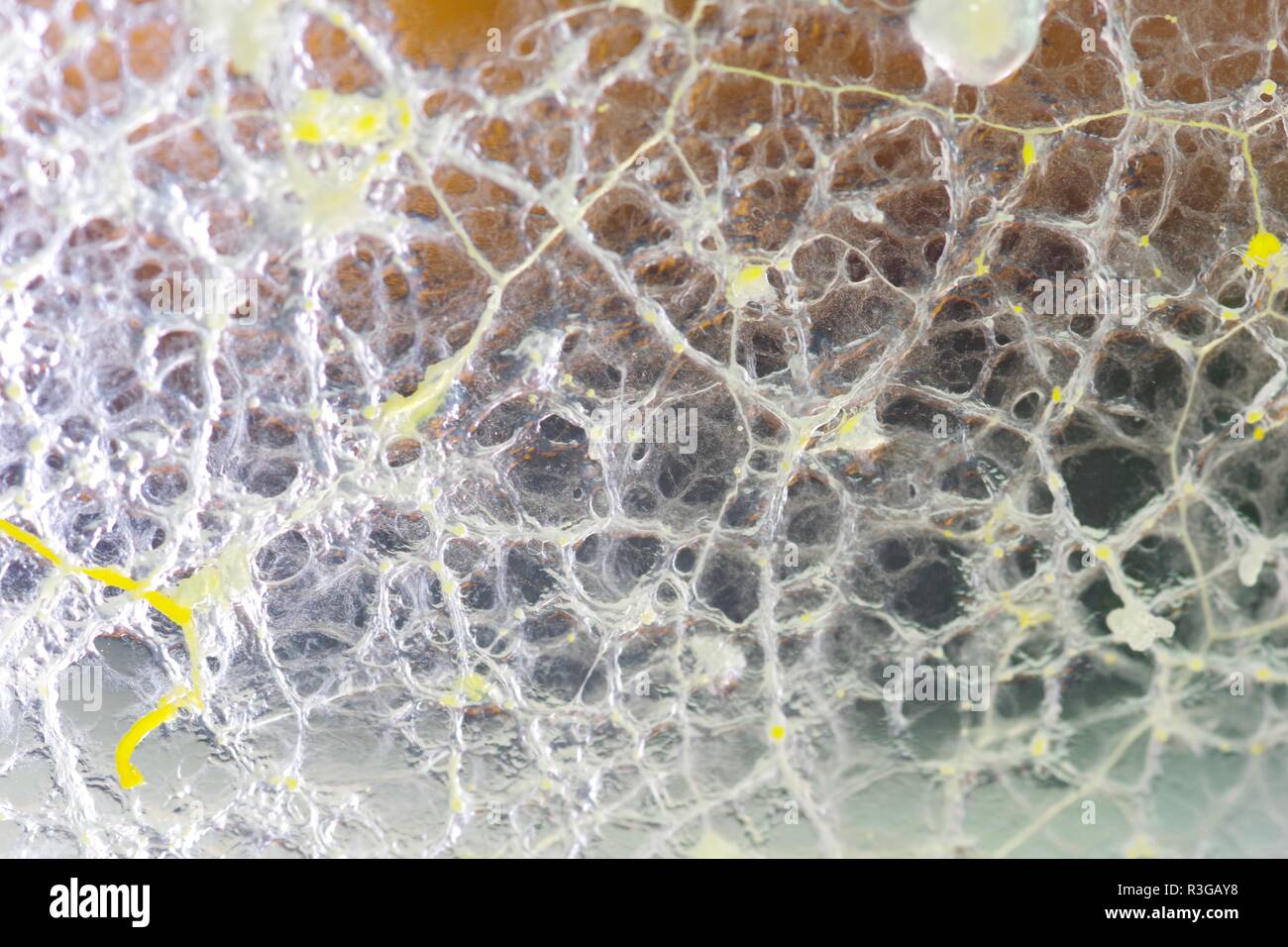 Myxomycète (Sentier jaune Physarum polycephalum) croissant et Réseau formant dans Agar Pétri. Projet de laboratoire de biologie, en Écosse, au Royaume-Uni. Banque D'Images