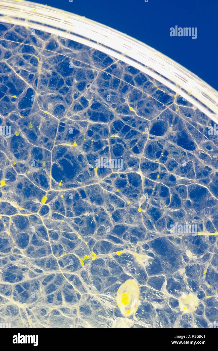 Myxomycète (Sentier jaune Physarum polycephalum) croissant et Réseau formant dans Agar Pétri. Projet de laboratoire de biologie, en Écosse, au Royaume-Uni. Banque D'Images