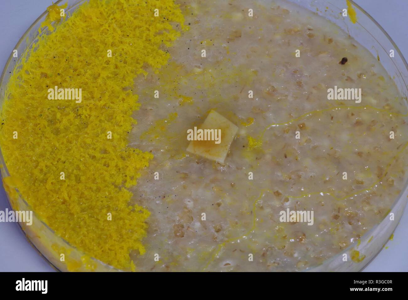 Myxomycète jaune (Physarum polycephalum) croissant et Réseau formant dans Agar Pétri. Projet de laboratoire de biologie, en Écosse, au Royaume-Uni. Banque D'Images