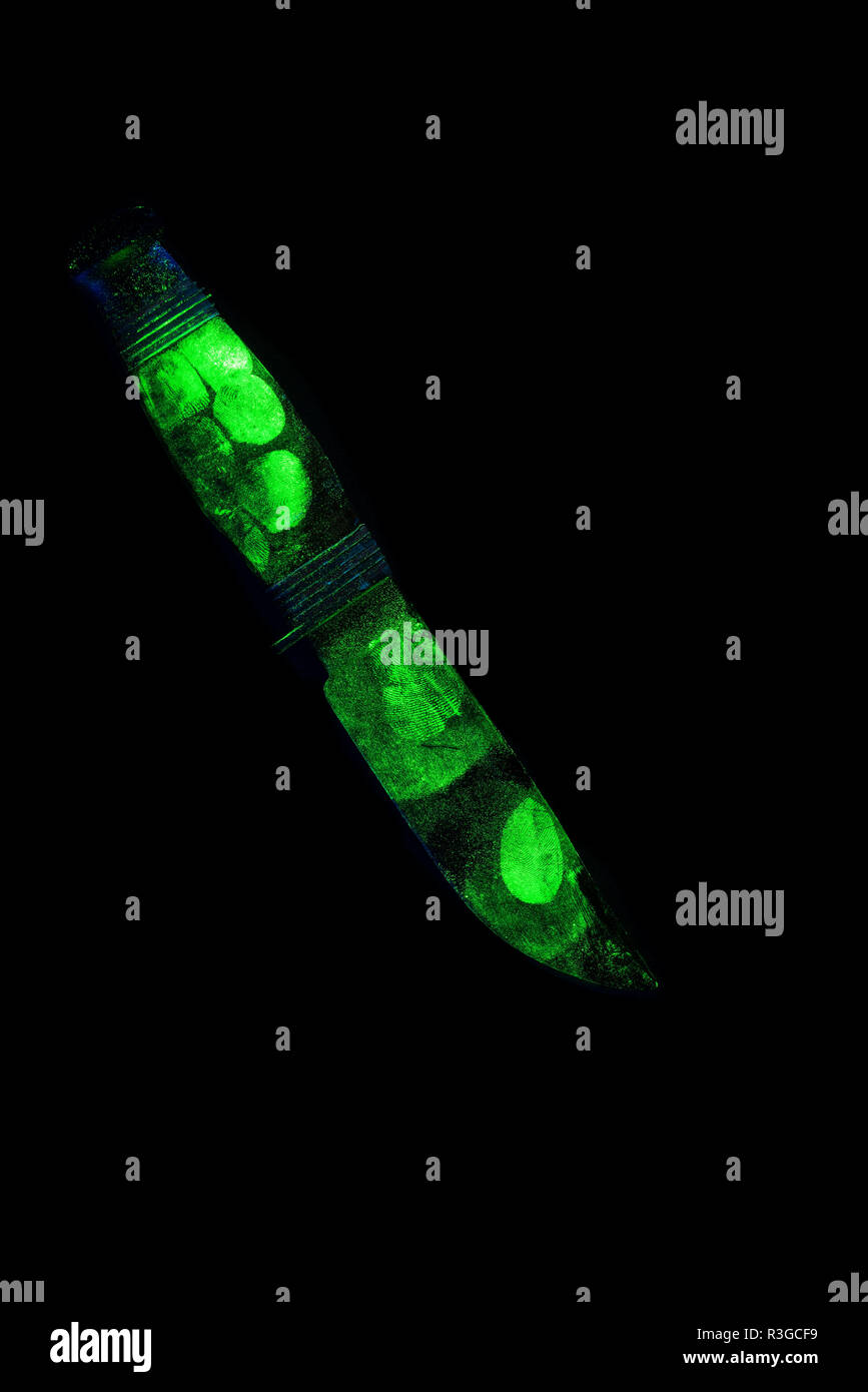 Scène de crime judiciaire la preuve éclatante d'empreintes digitales sur gaine de couteau de chasse Bowie létale sur poignée de cuir et d'une large lame d'acier sous la lumière UV Banque D'Images