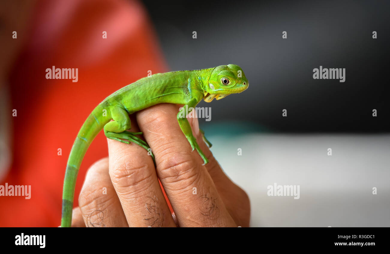 Mains Tenant Un Petit Bebe Juvenile Jeune Iguane Vert Iguana Iguana Photo Stock Alamy Mains Tenant Un Petit Bebe Juvenile Jeune Iguane Vert Iguana Iguana Photo Stock Alamy